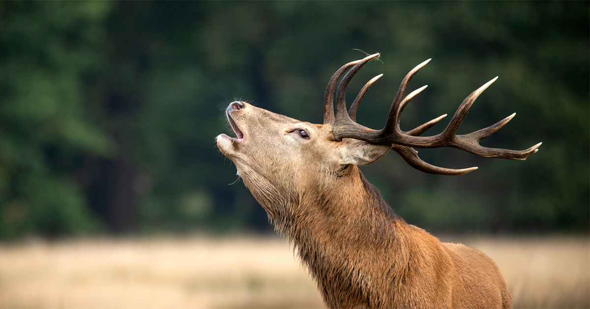 Romsilva - Regia Nationala a Padurilor - Magazin Online