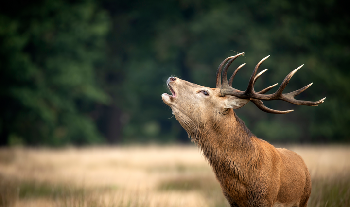 Parcurile Naționale și Naturale administrate de ROMSILVA