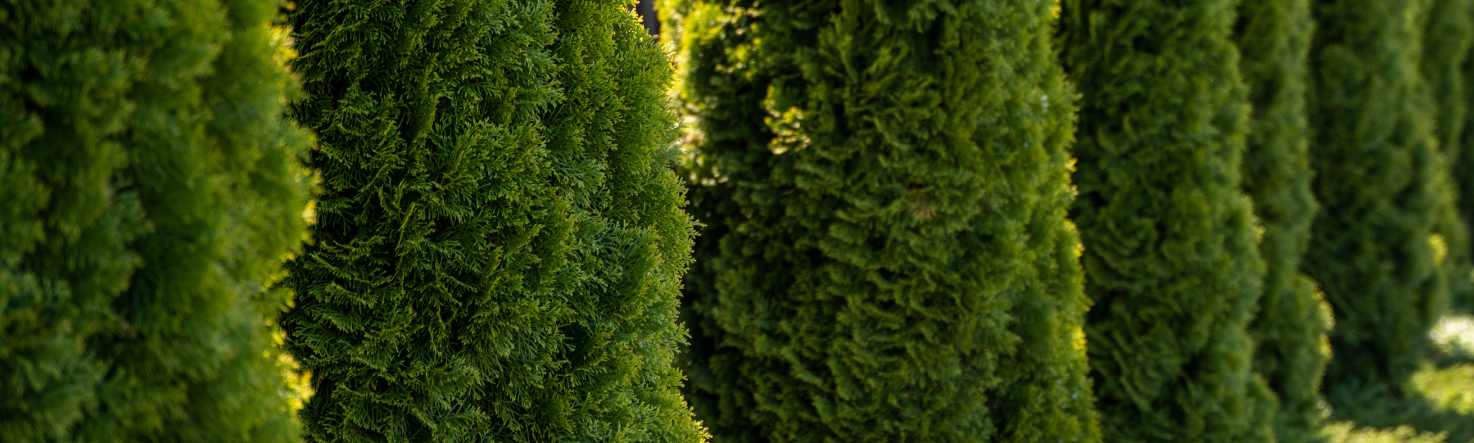 Plante ornamentale