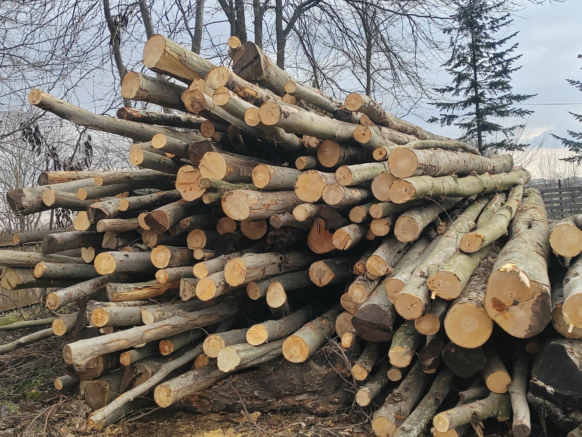 Lemn rotund pentru construcții rurale fag