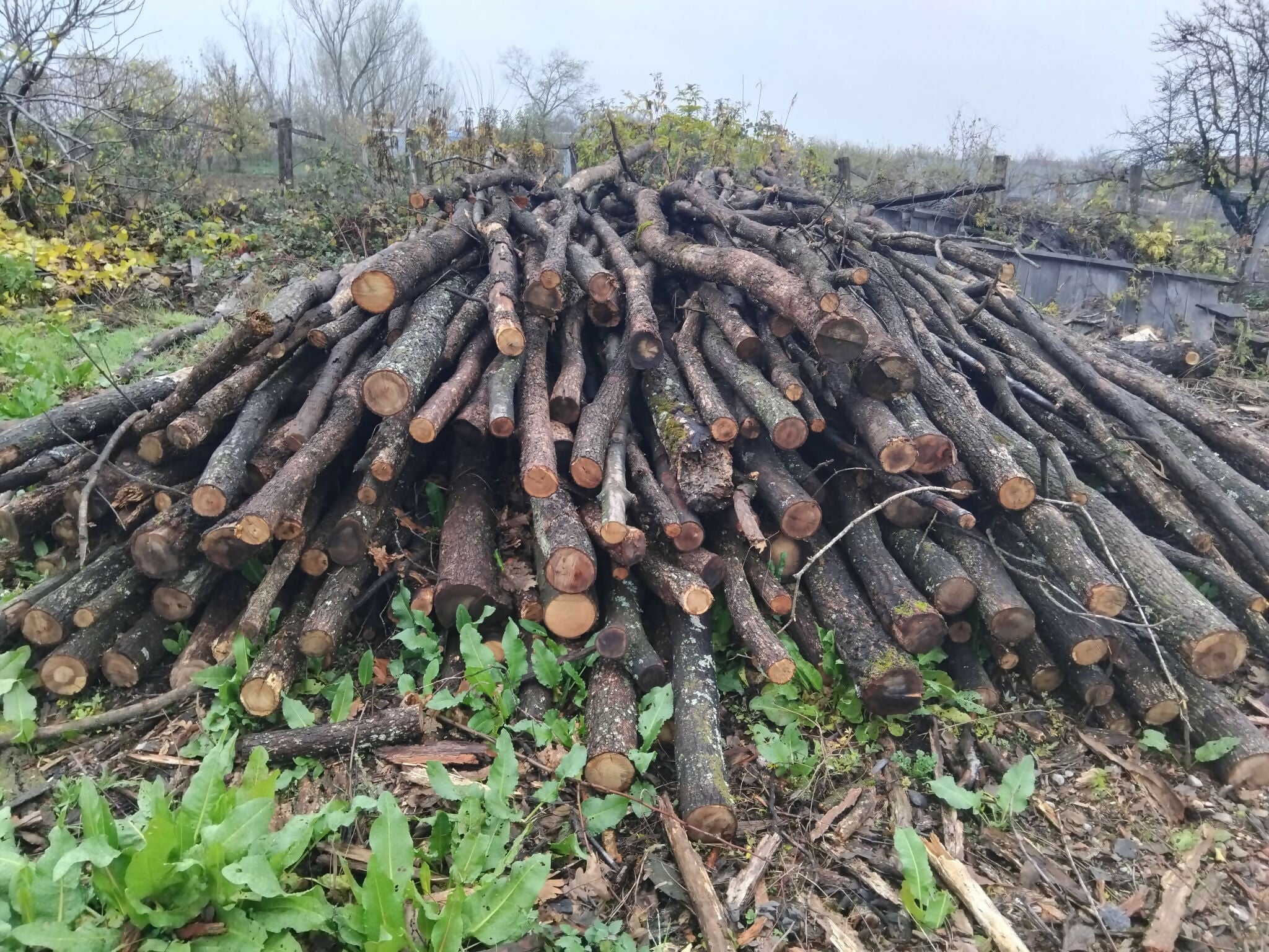 Lemn de foc Cer loco Depozit OS Vulturesti