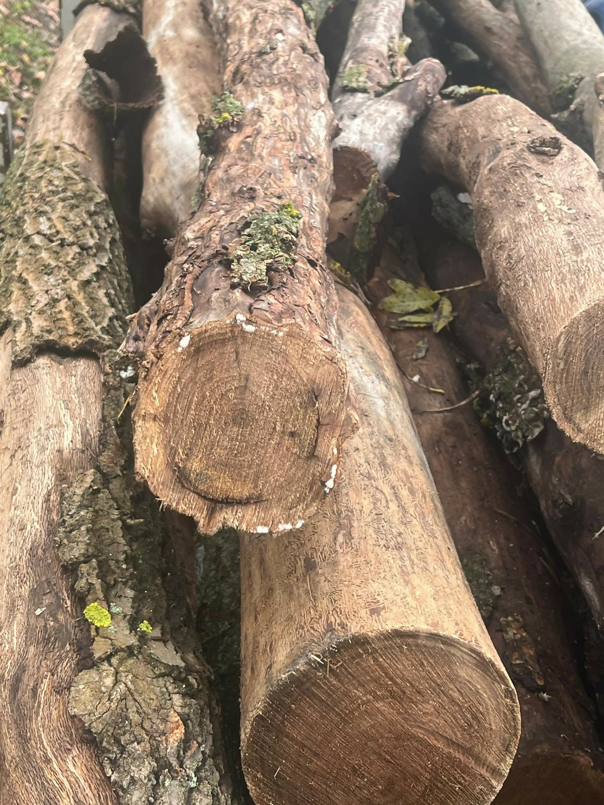 lemn de foc cer (mc)