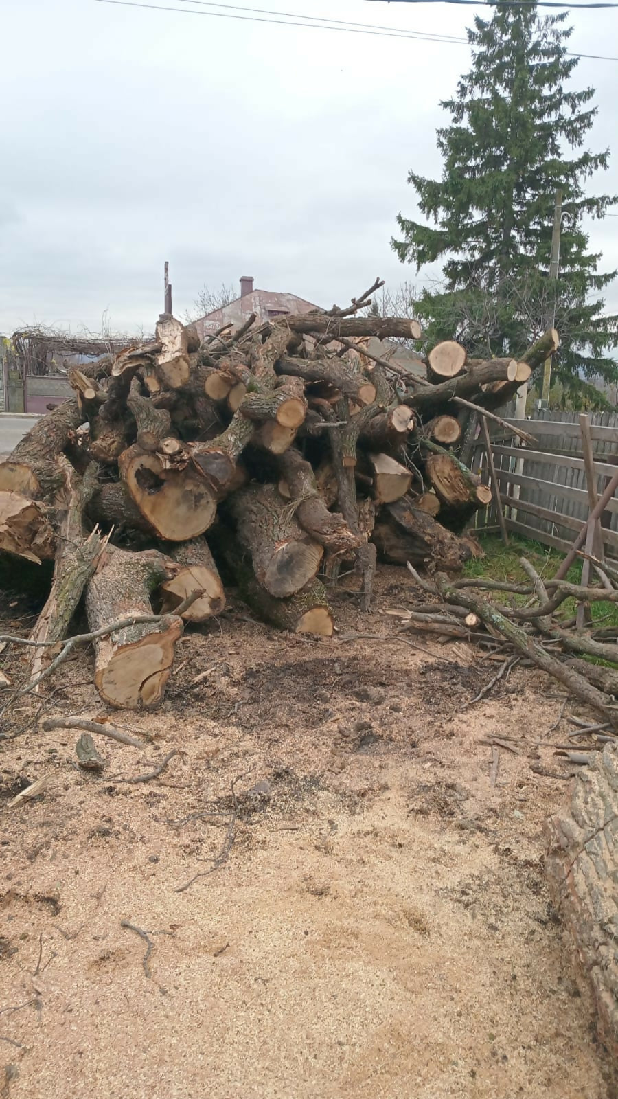 LEMN DE FOC diverse tari esenta Stejar