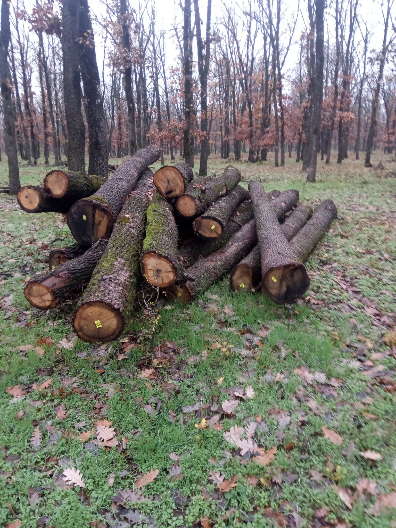 Lemn fasonat gater (C) specia DT loco padure Ghimpeteanca