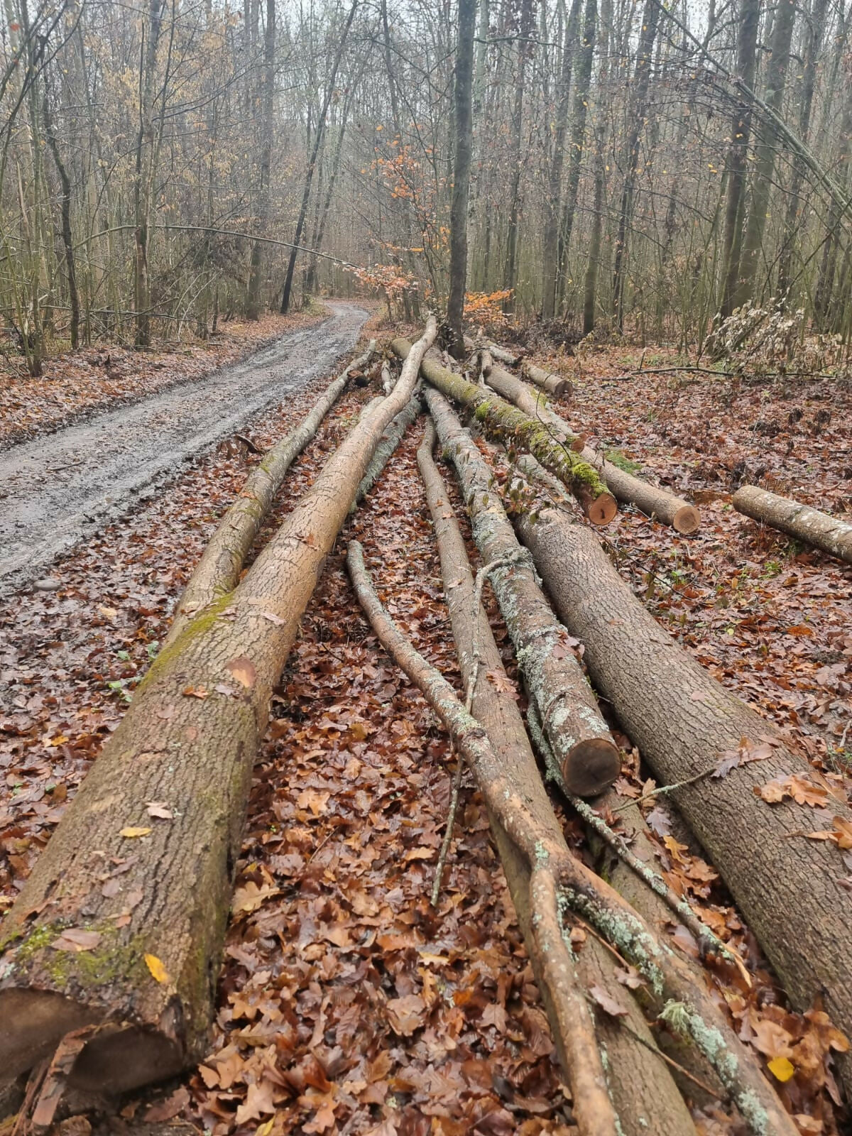 Lemn rotund pentru construcții rurale (mc) frasin