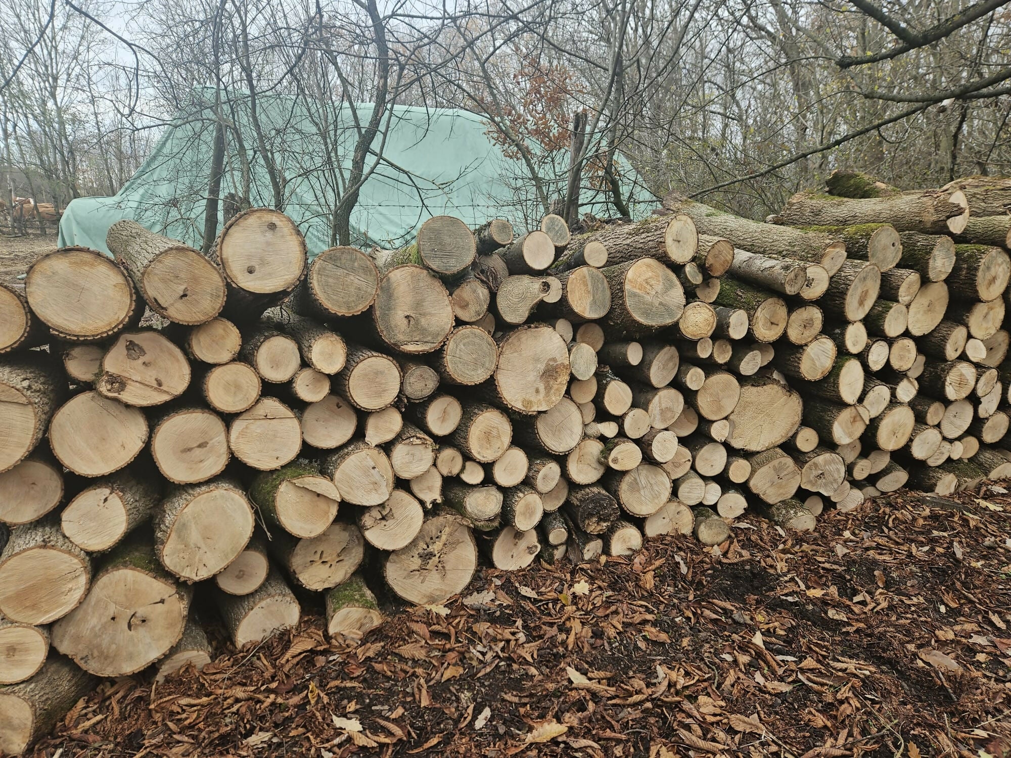 Lemn foc diverse tari