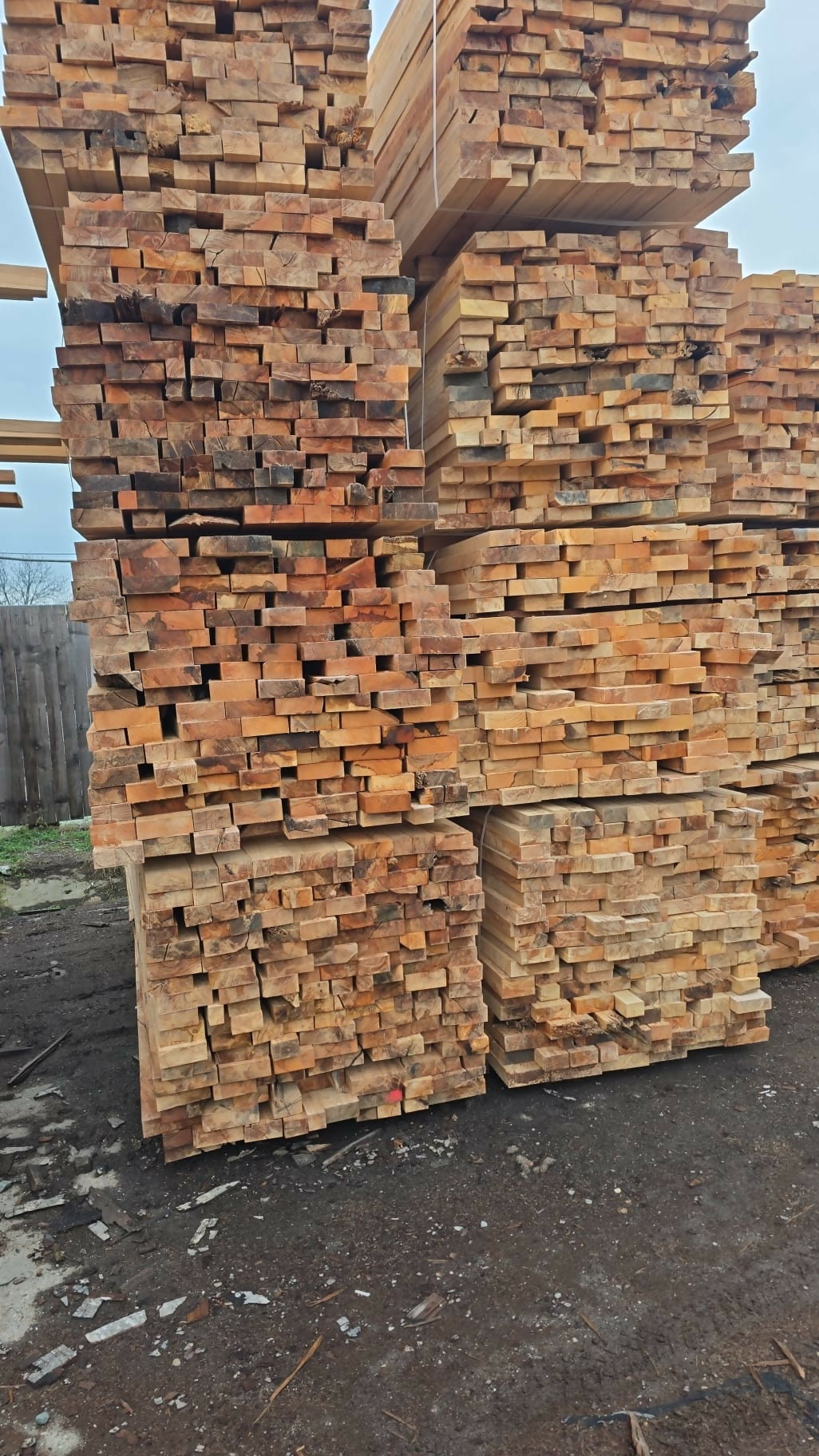 Cherestea tivita fag