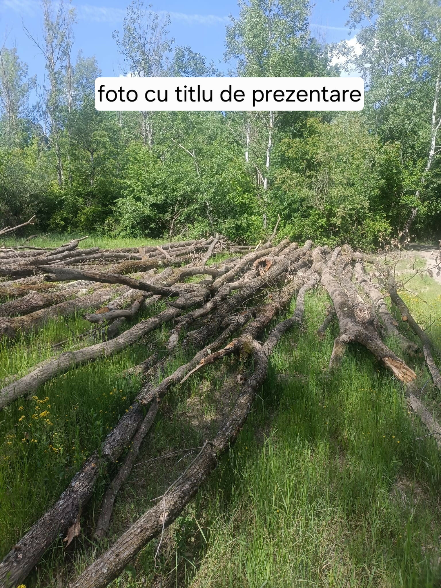 Lemn foc gorun