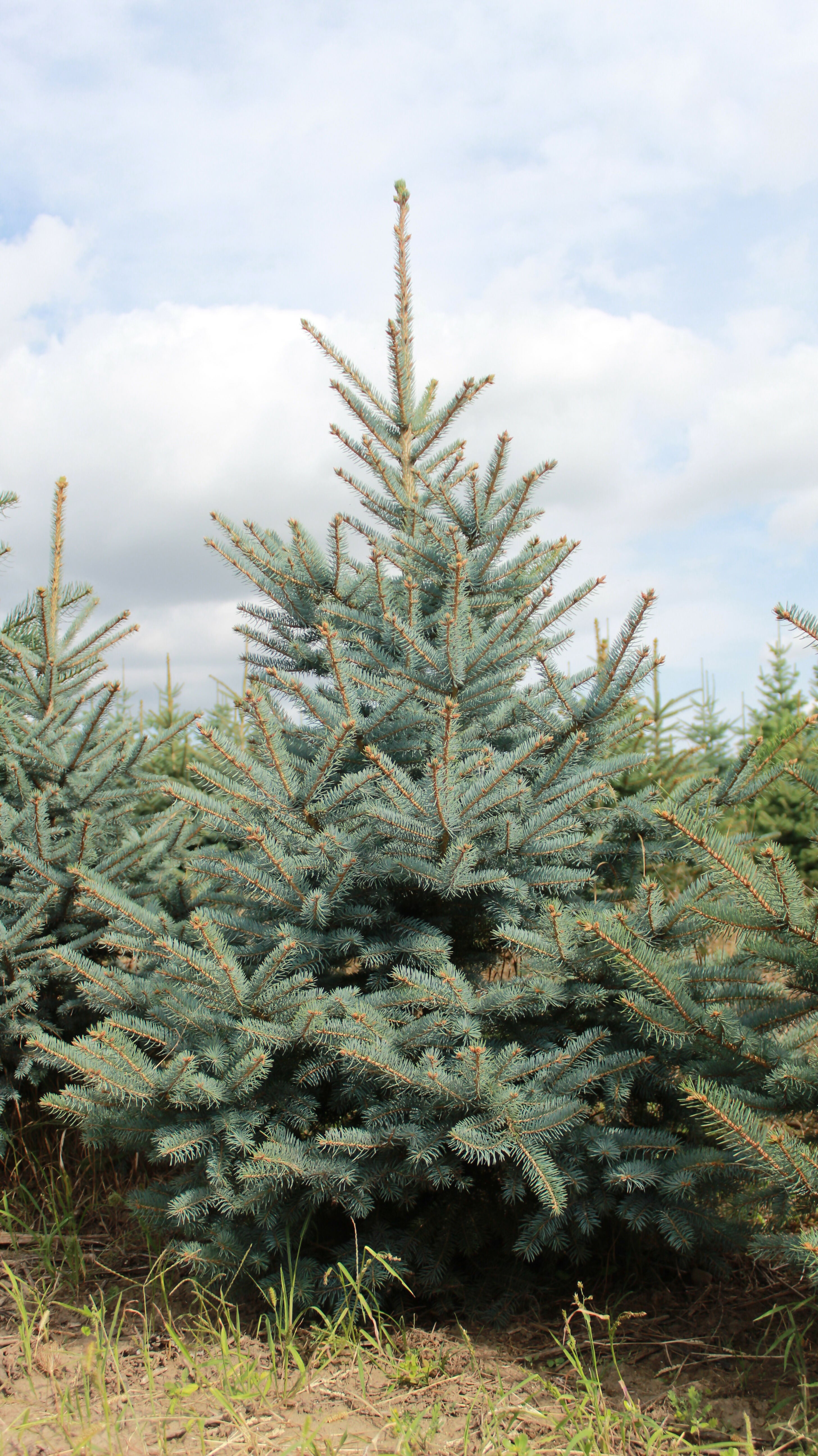 Picea pungens var. Glauca - Molid intepator