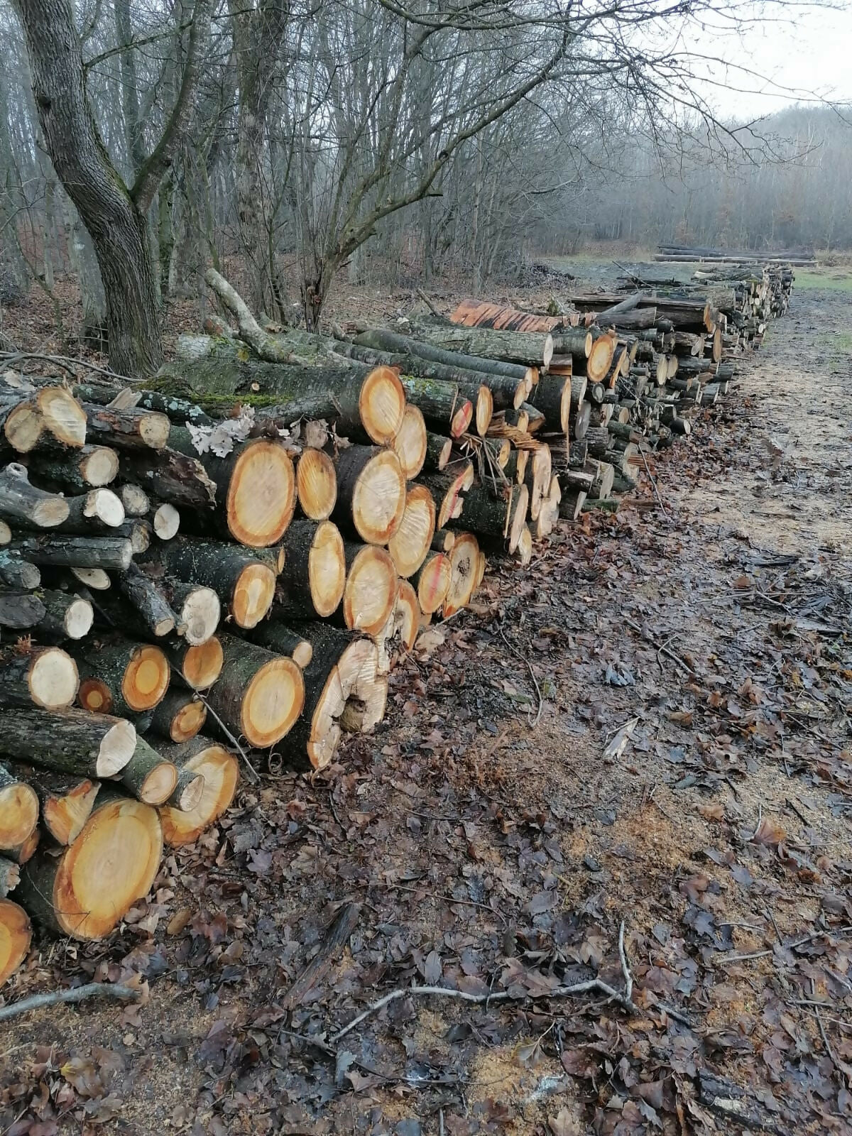 Lemn de foc diverse tari