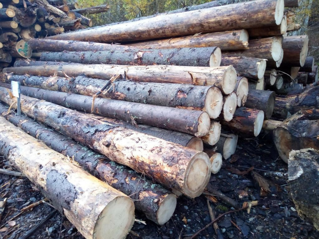 Lemn pentru plăci din specia Molid