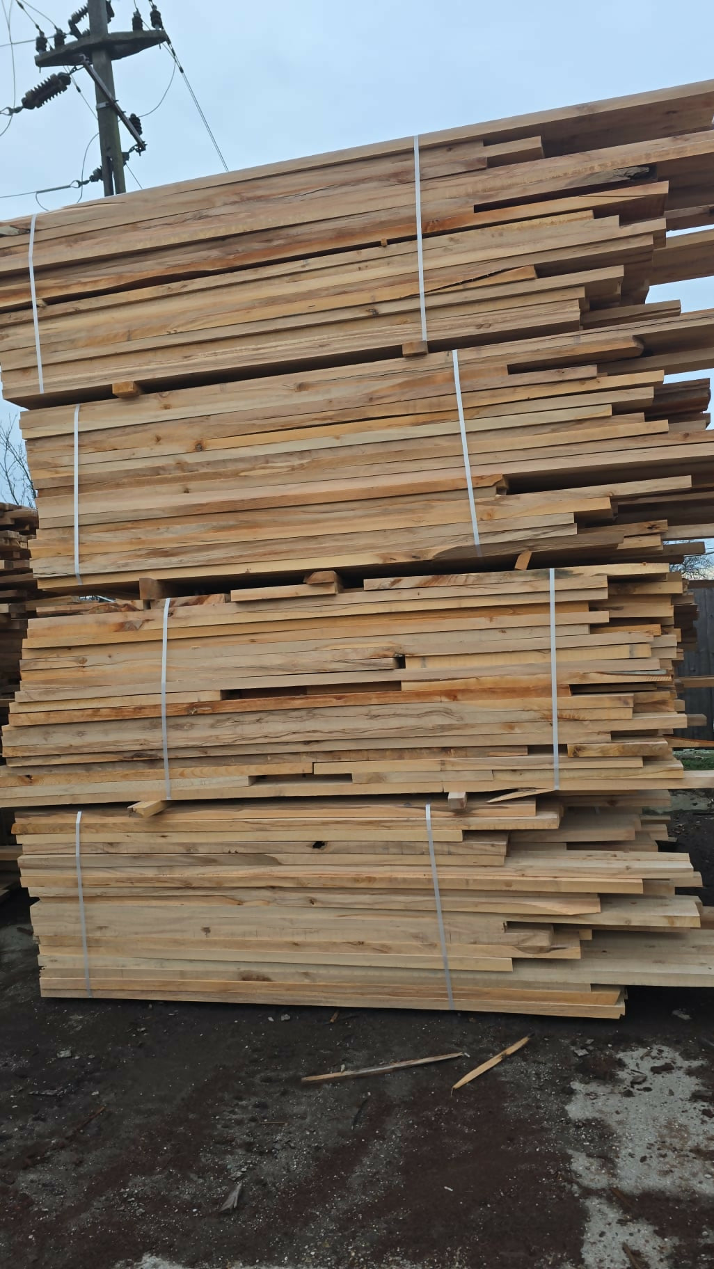 Cherestea tivita fag