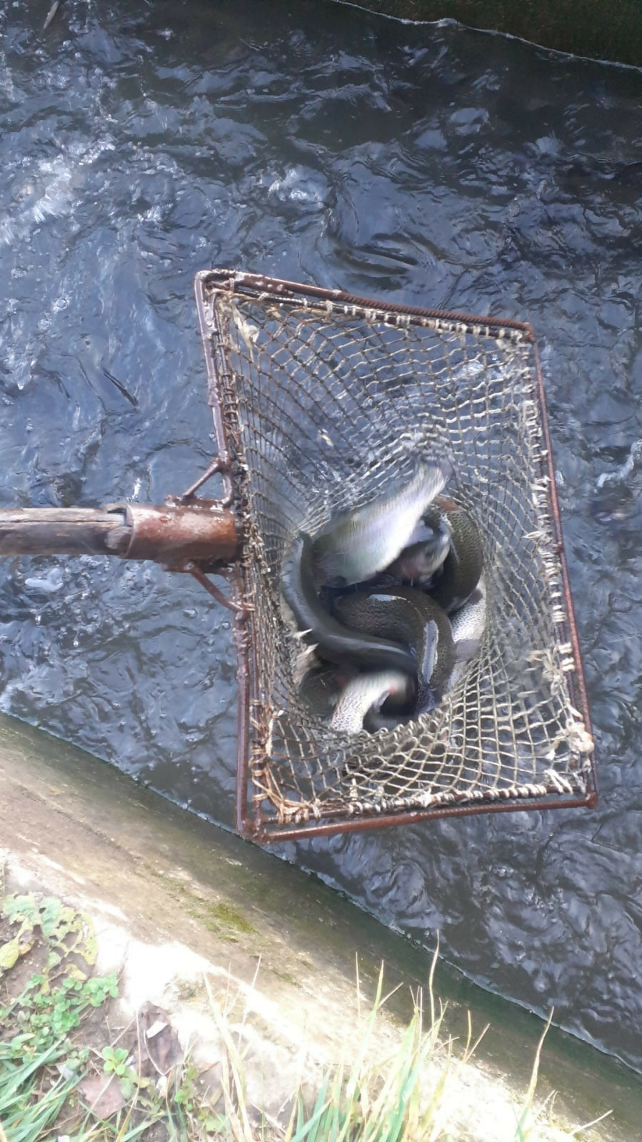 Pastrav curcubeu proaspat