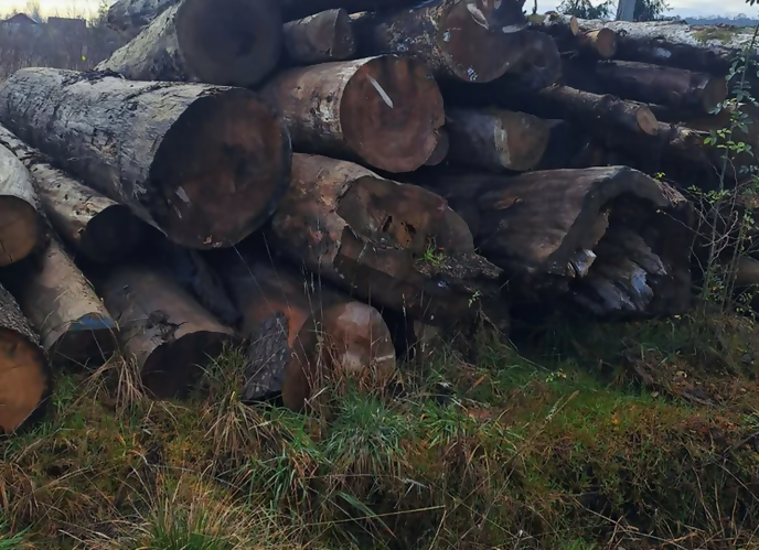 Lemn de foc brad - mc