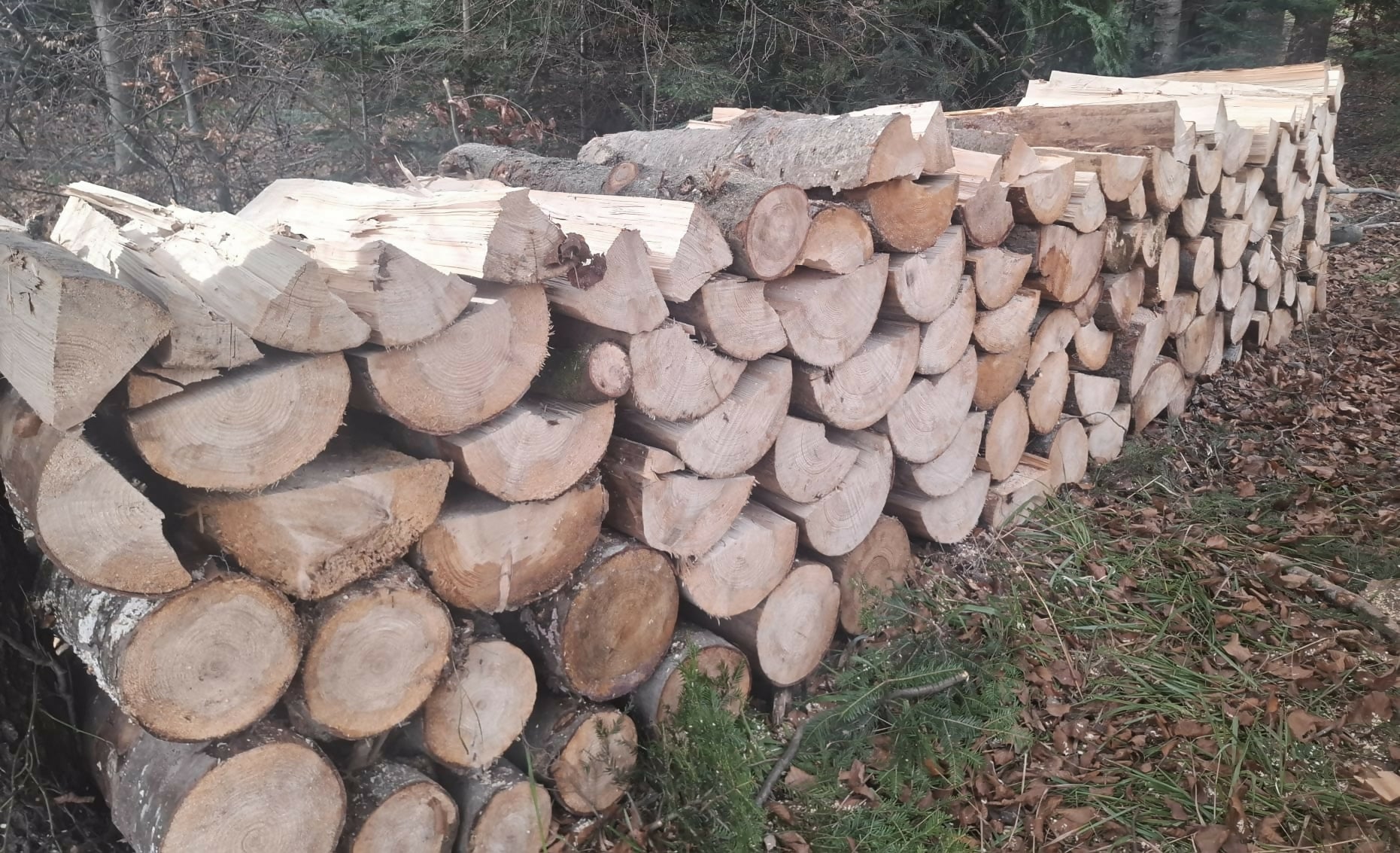 Lemn de foc - rășinoase