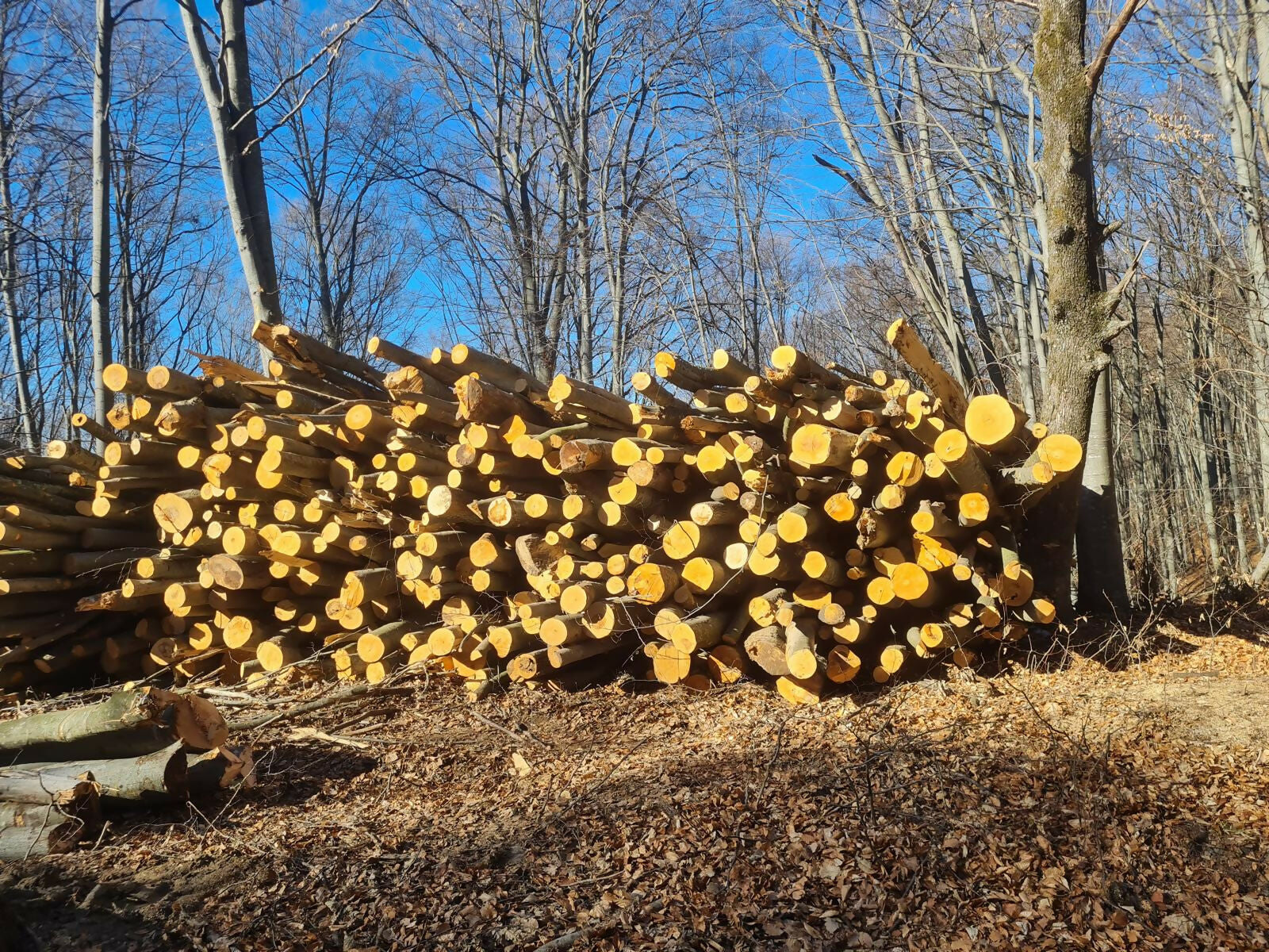 Lemn constructii rurale DM