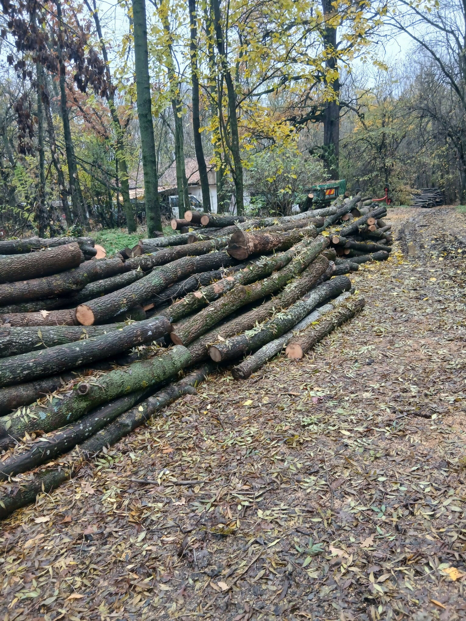 Lemn rotund pentru construcții rurale (mc) frasin