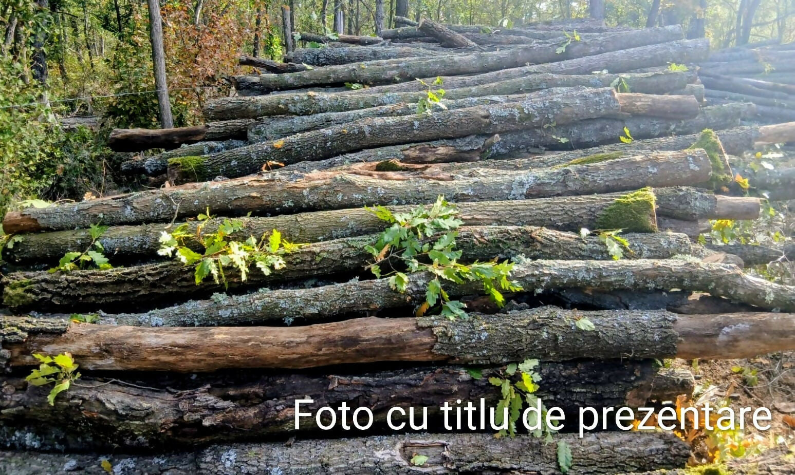 Lemn rotund pentru construcții rurale (mc) - diverse tari