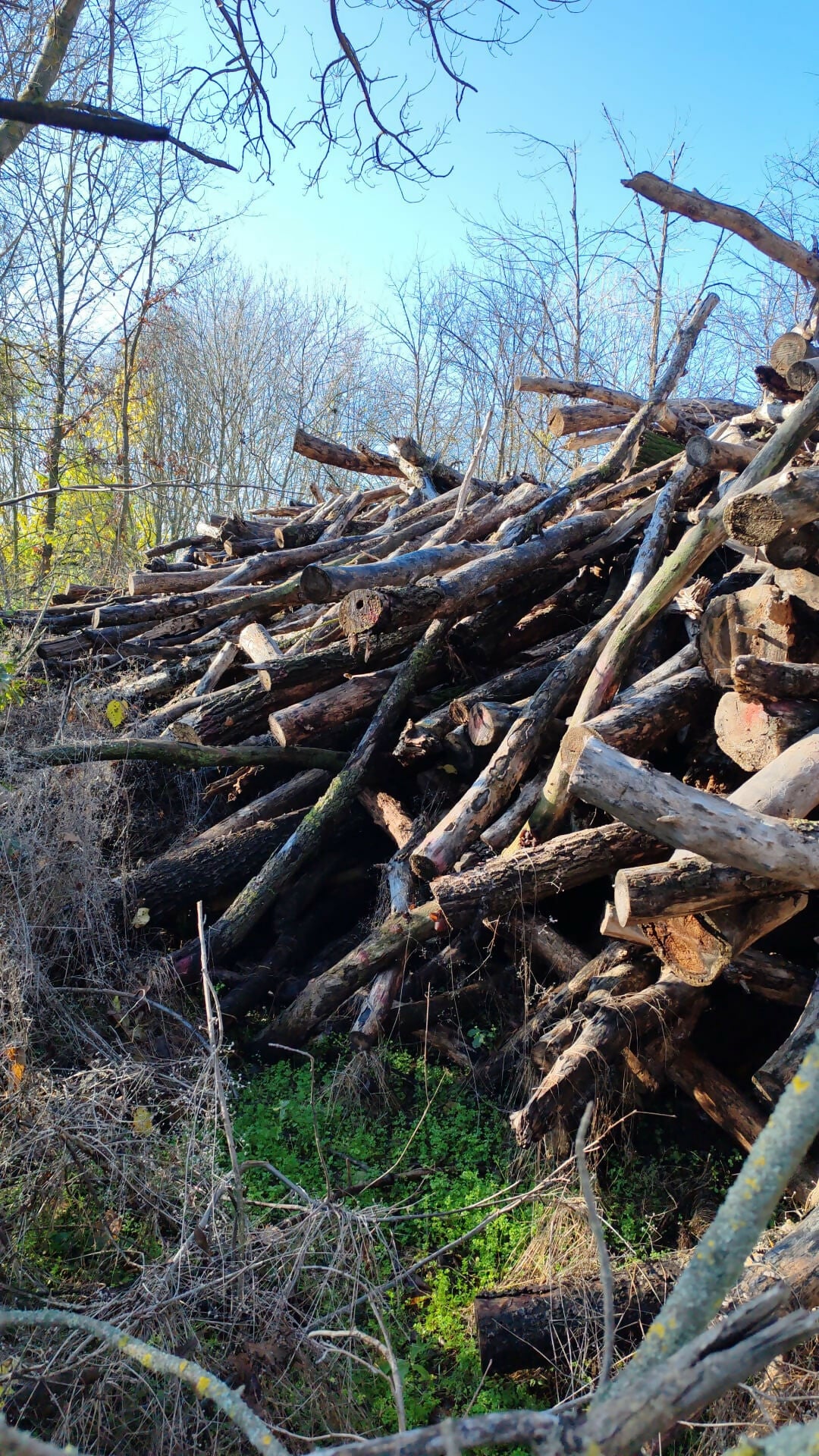 Lemn de foc plop (mc)