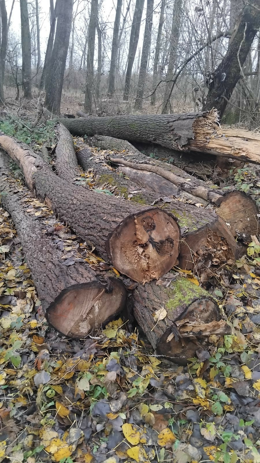 Lemn de foc diverse moi