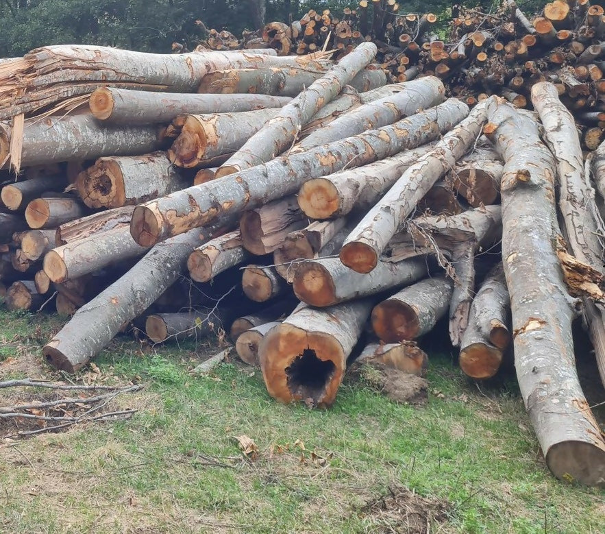 Lemn foc diverse tari