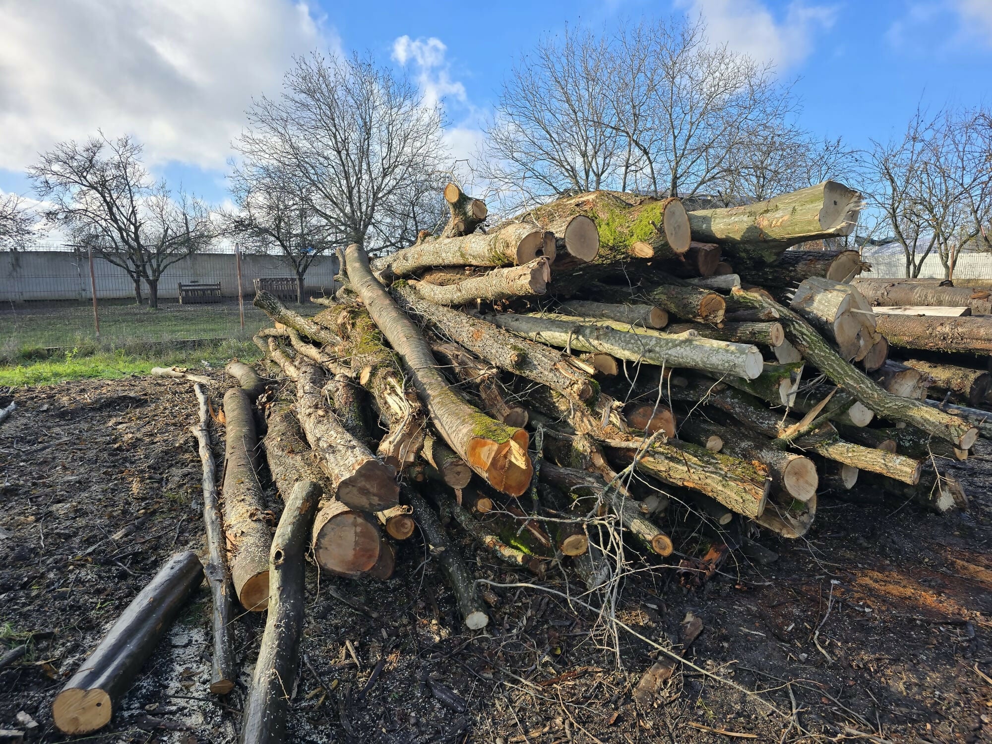 Lemn de foc diverse tari