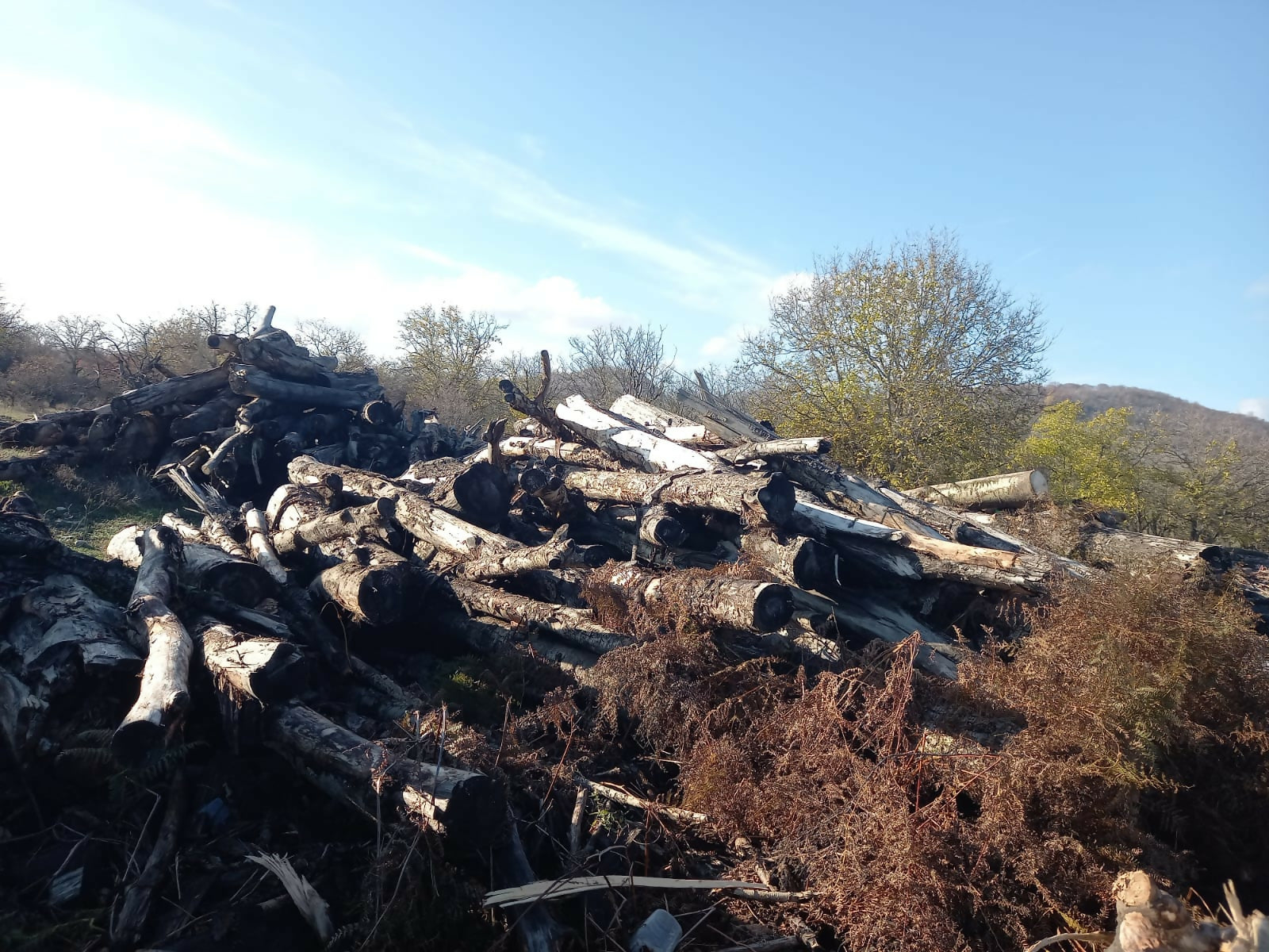 Lemn rotund constructii rurale -Plop