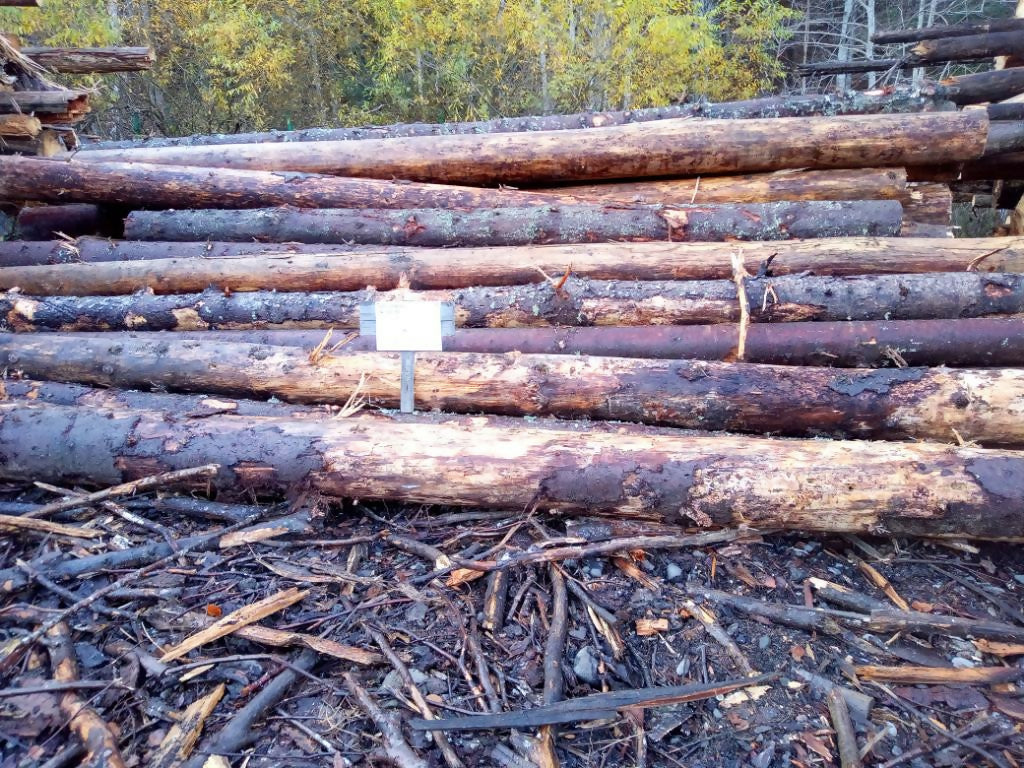 Lemn pentru plăci din specia Molid