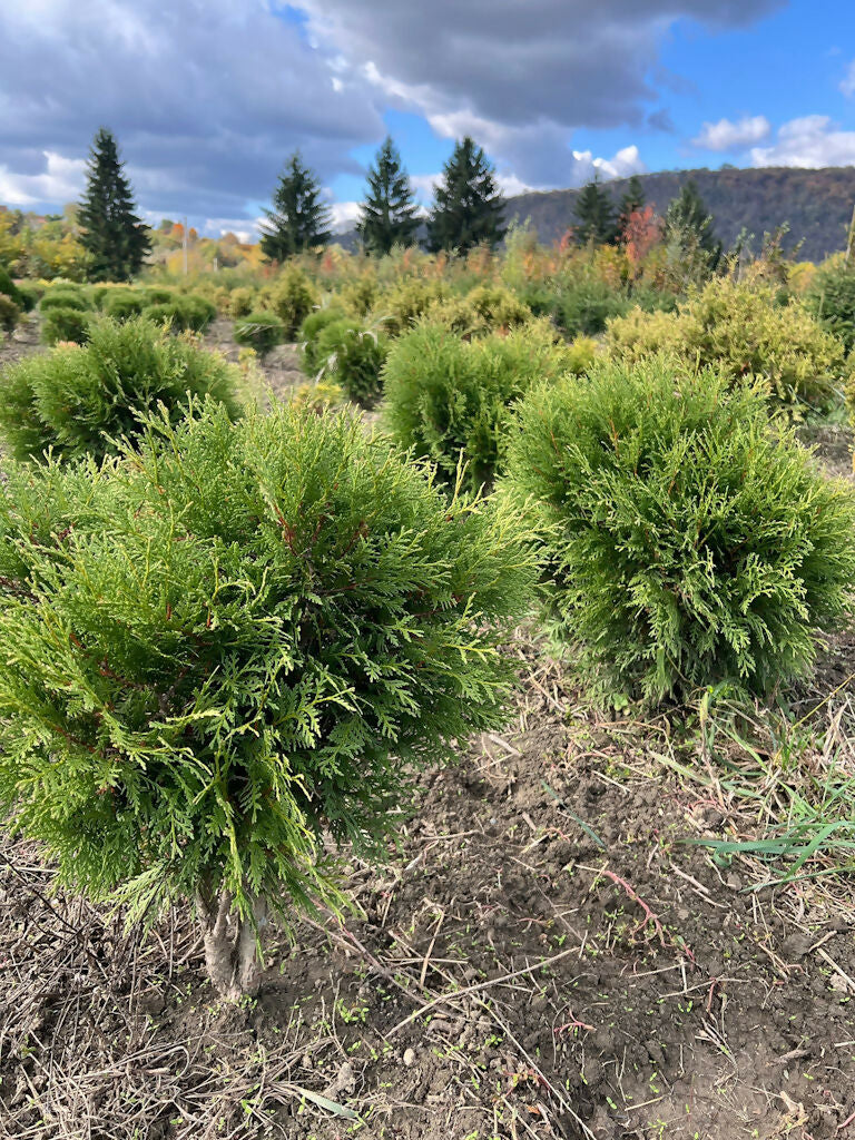 Tuia Danica Globulară (Thuja Occidentalis var Danica) (buc)