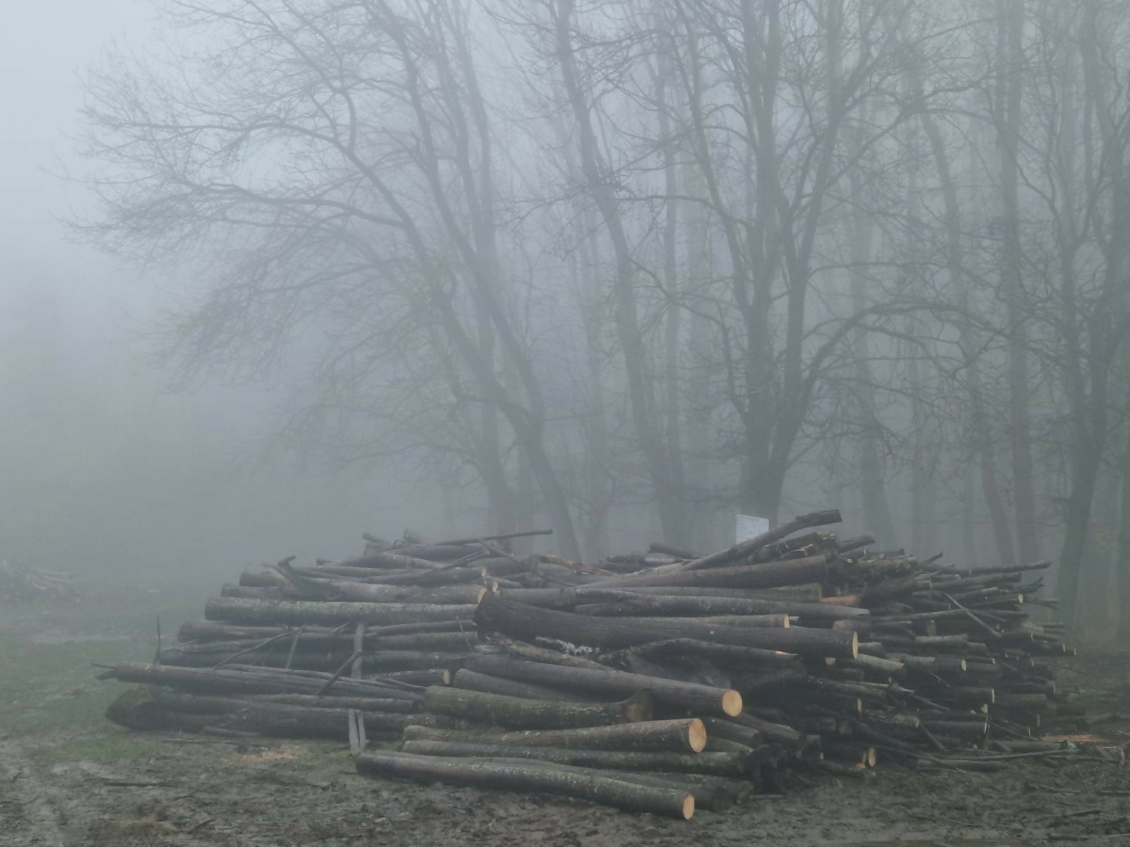 Lemn pentru constructii rurale