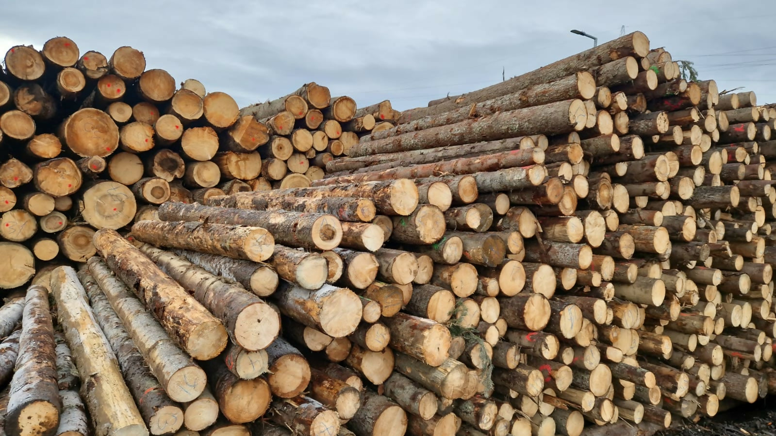 Buștean pentru cherestea (gater B)/ Lemn CR – diverse rășinoase