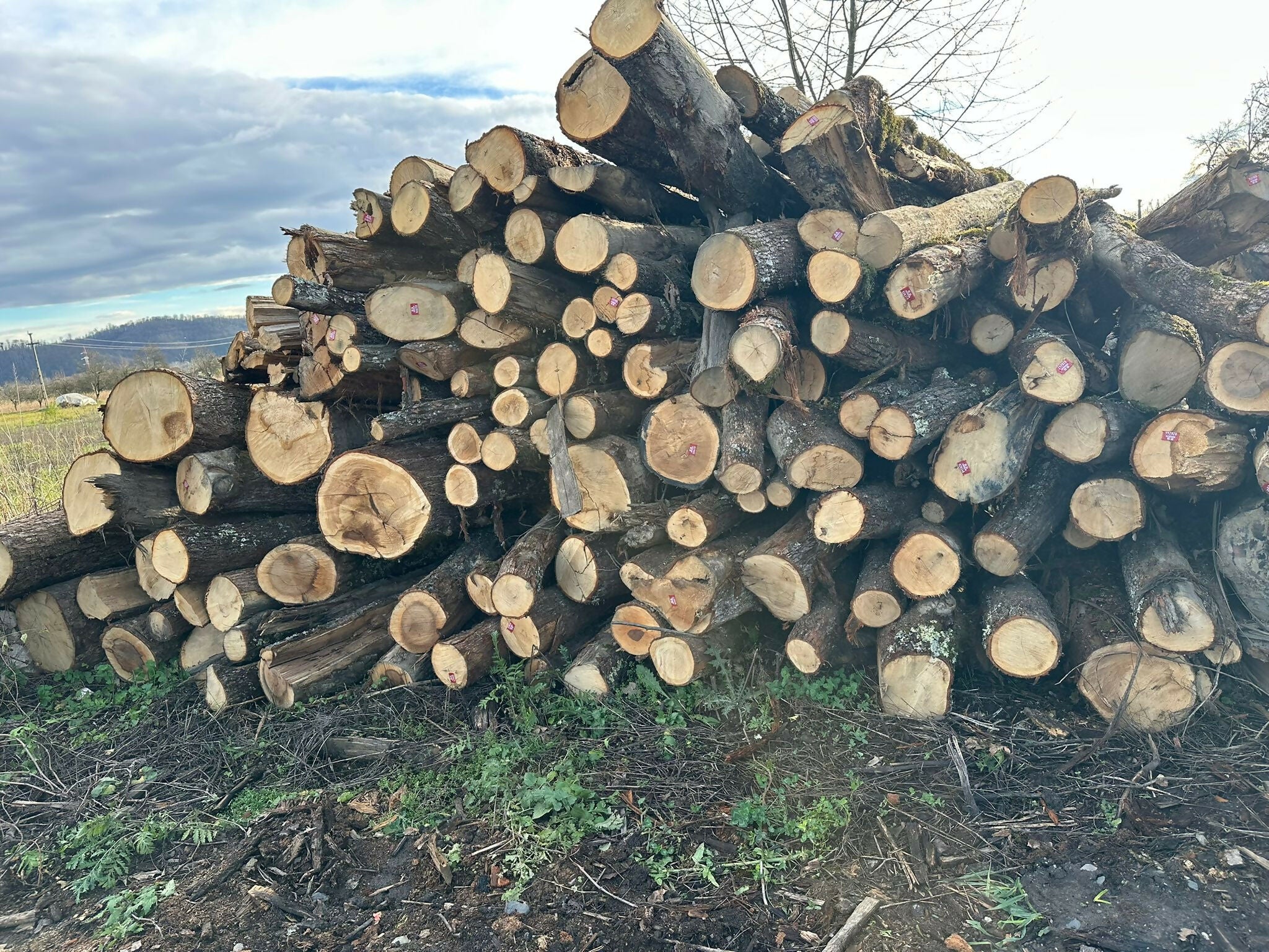 Lemn de foc - diverse specii de foioase tari