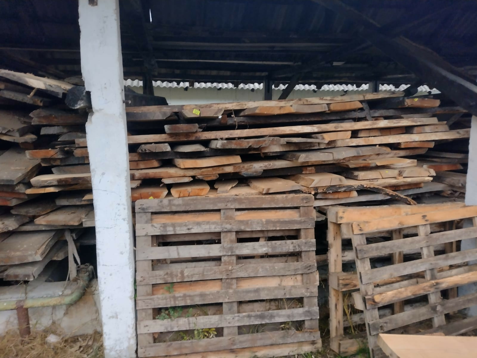 Cherestea netivita Cires