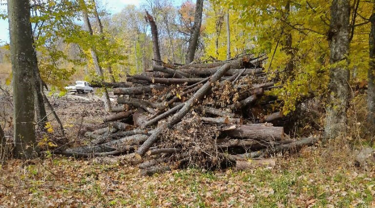 Lemn de foc diverse moi (m.c.)