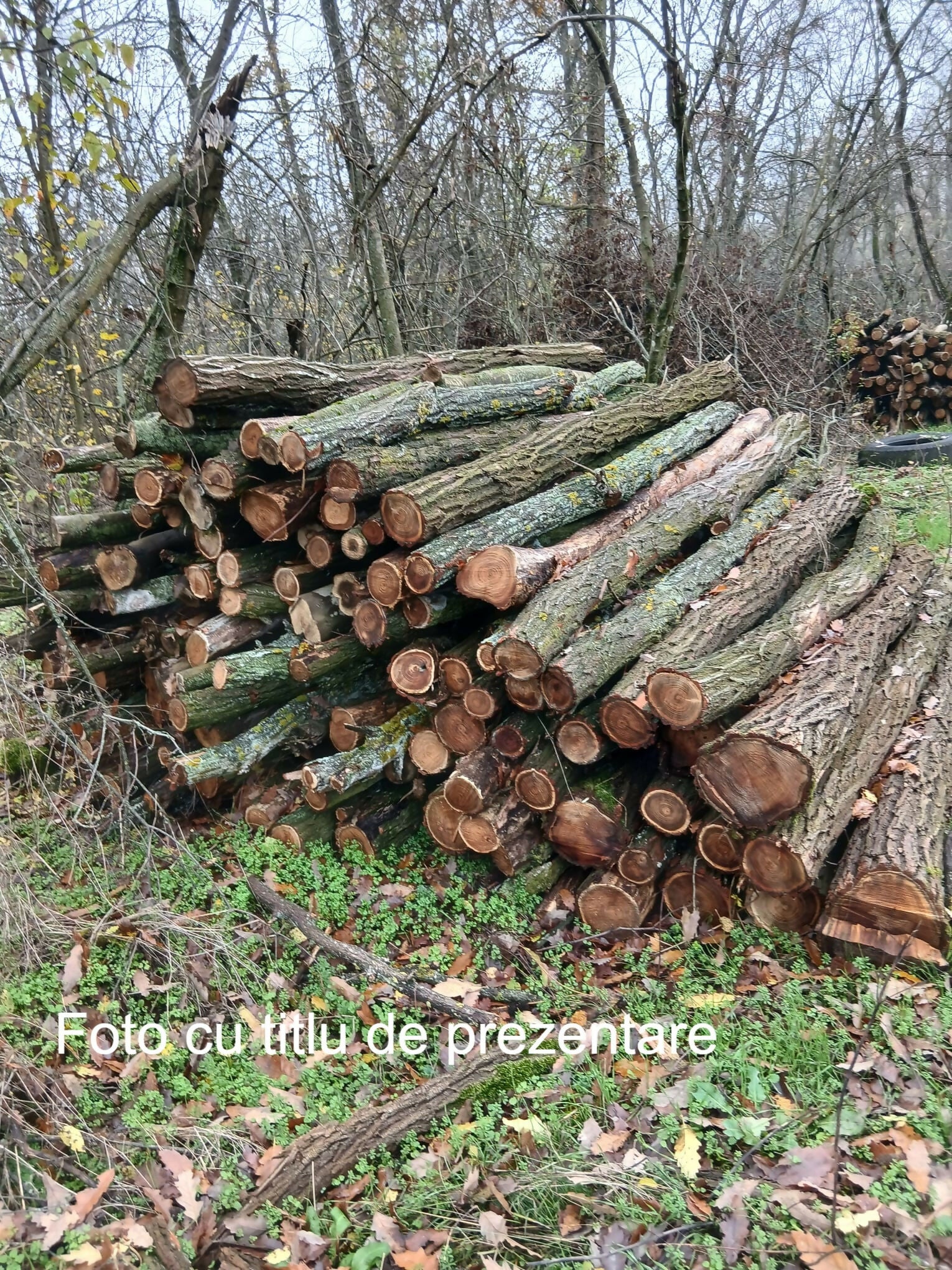 Lemn rotund pentru constructii (mc)