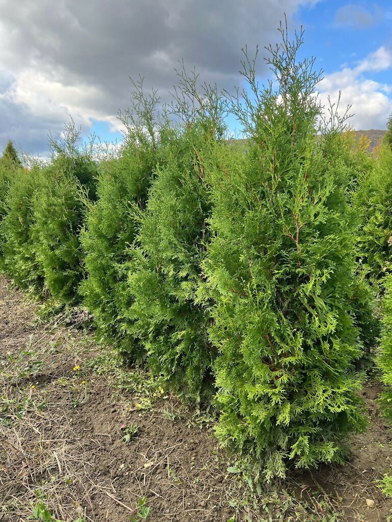 Tuia Columnara (Thuja Occidentalis var Columnaris) (buc)