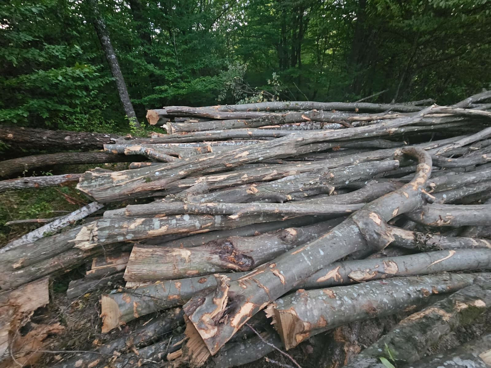 Lemn de foc - diverse tari (mc)