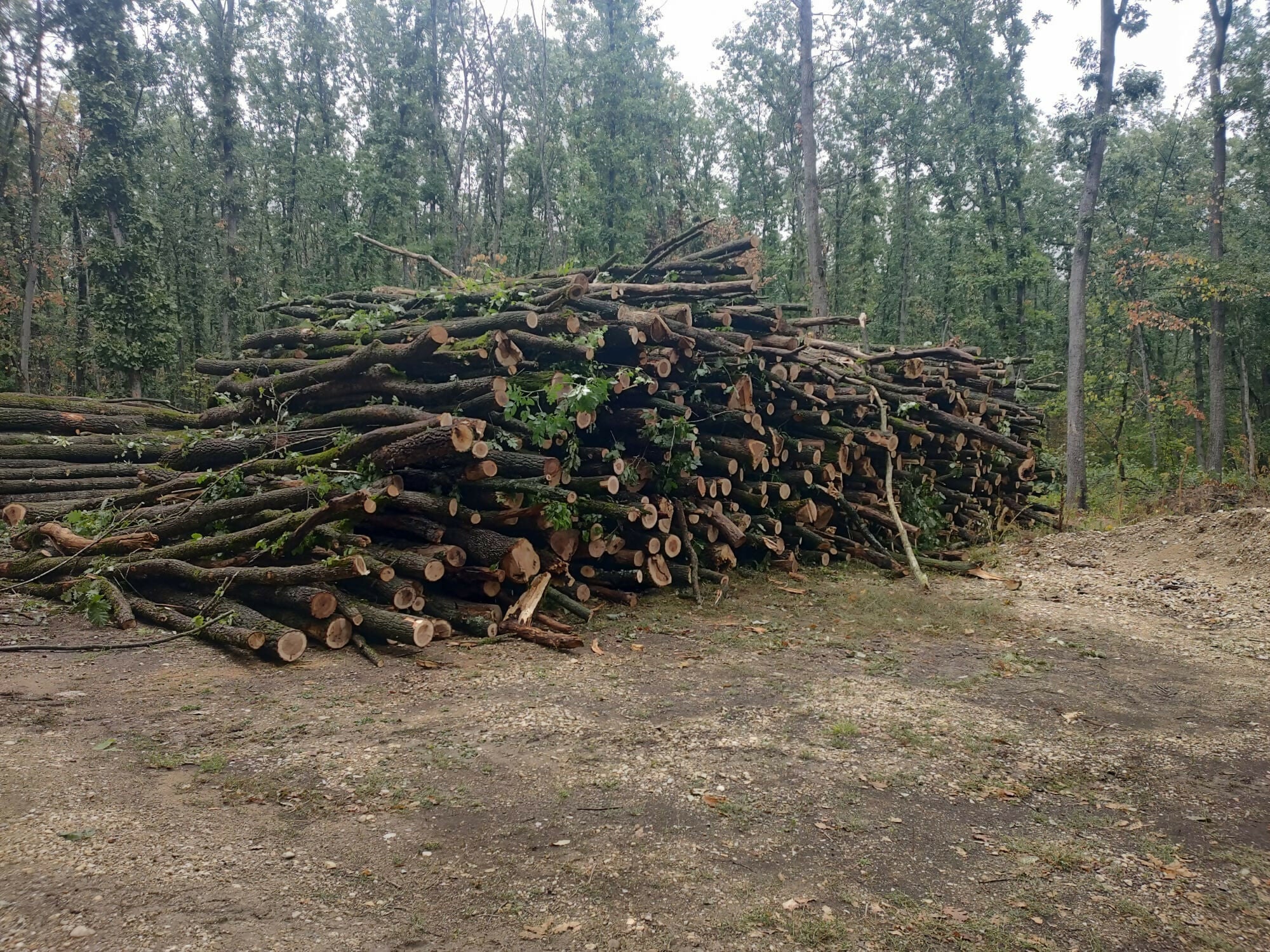 Lemn rotund pentru constructii (mc)