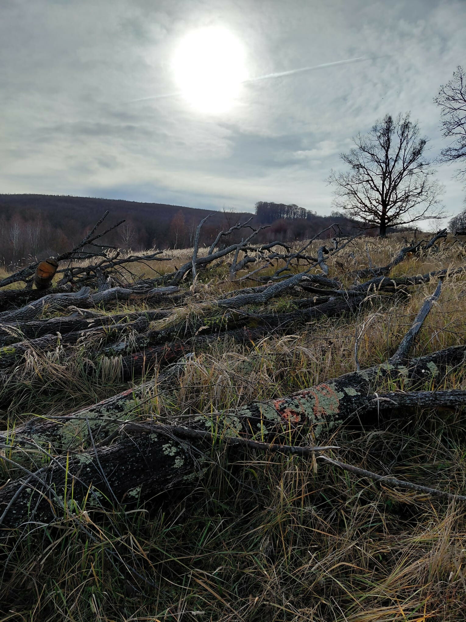 Lemn de foc Specia Gorun