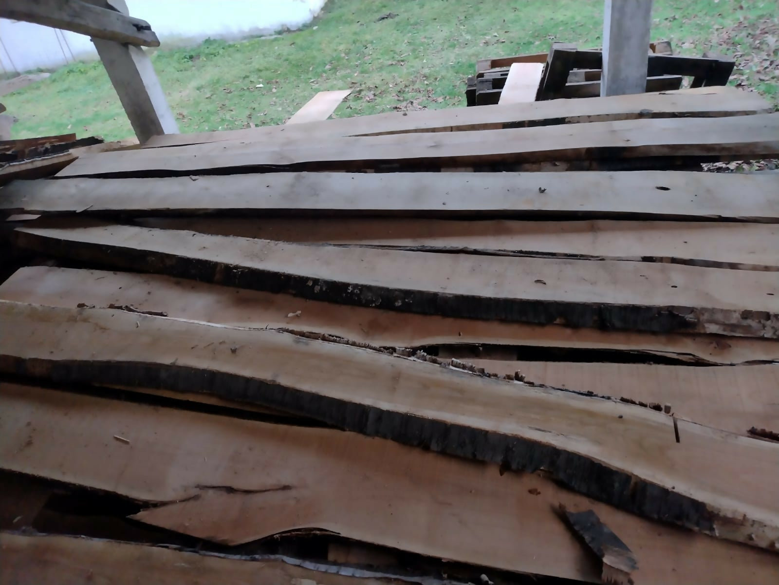 Cherestea netivita Cires