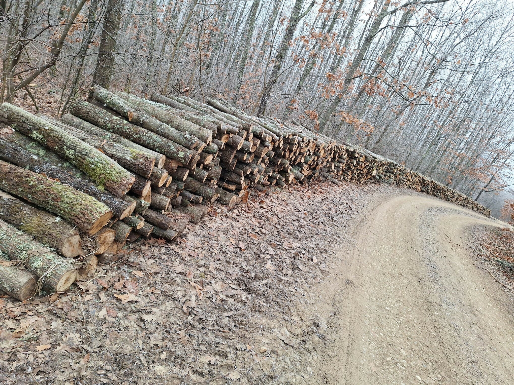 Lemn de foc diverse tari