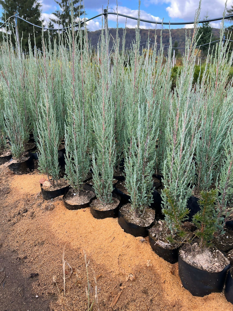 Ienupăr Skyrocket (Juniperus Scopulorum Skyrocket) (buc)