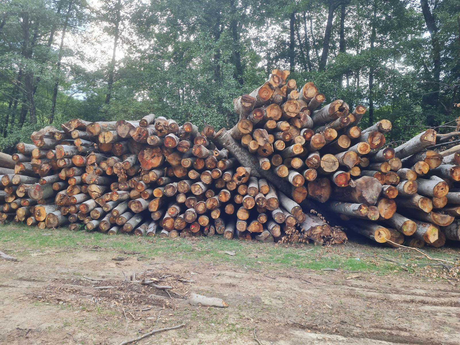 Lemn foc diverse moi