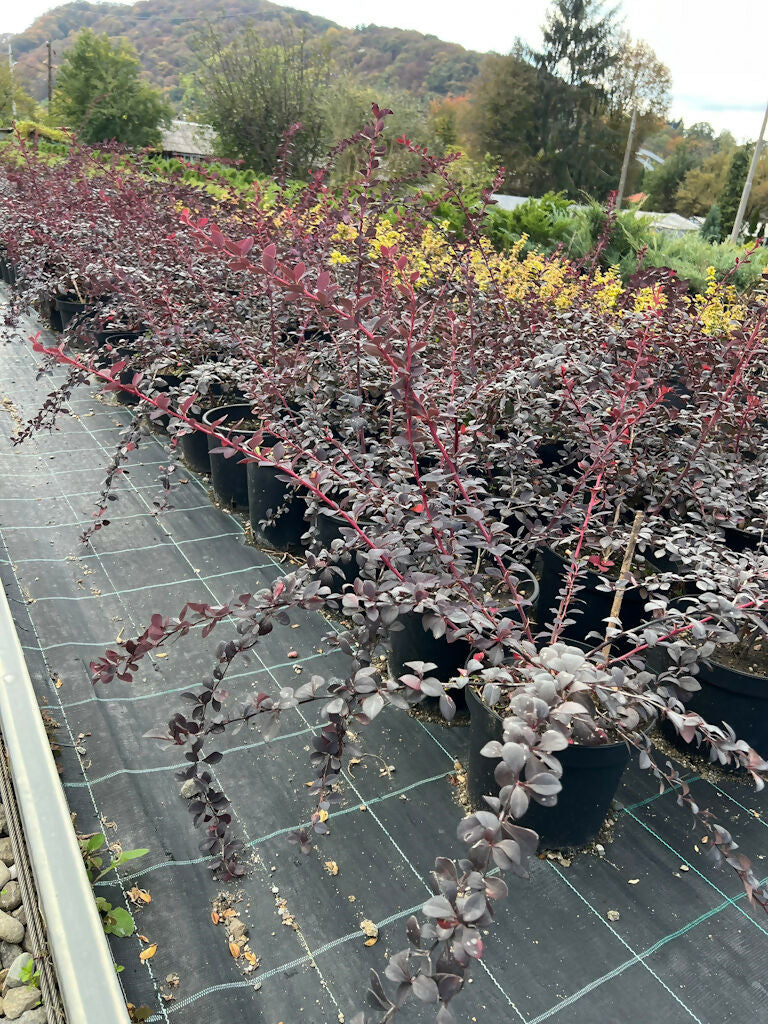 Dracila Berberis Thunbergi (buc)