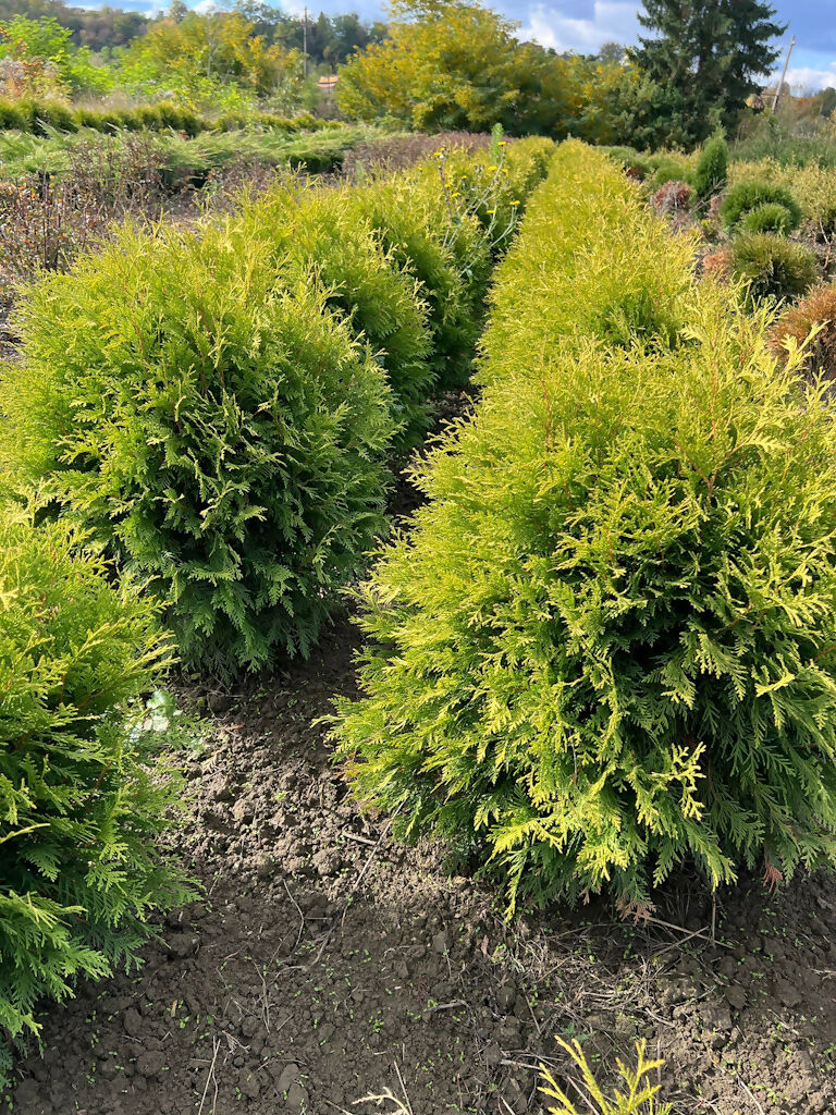 Tuia Golden Globulară (Thuja Occidentalis var Golden Globe) (buc)