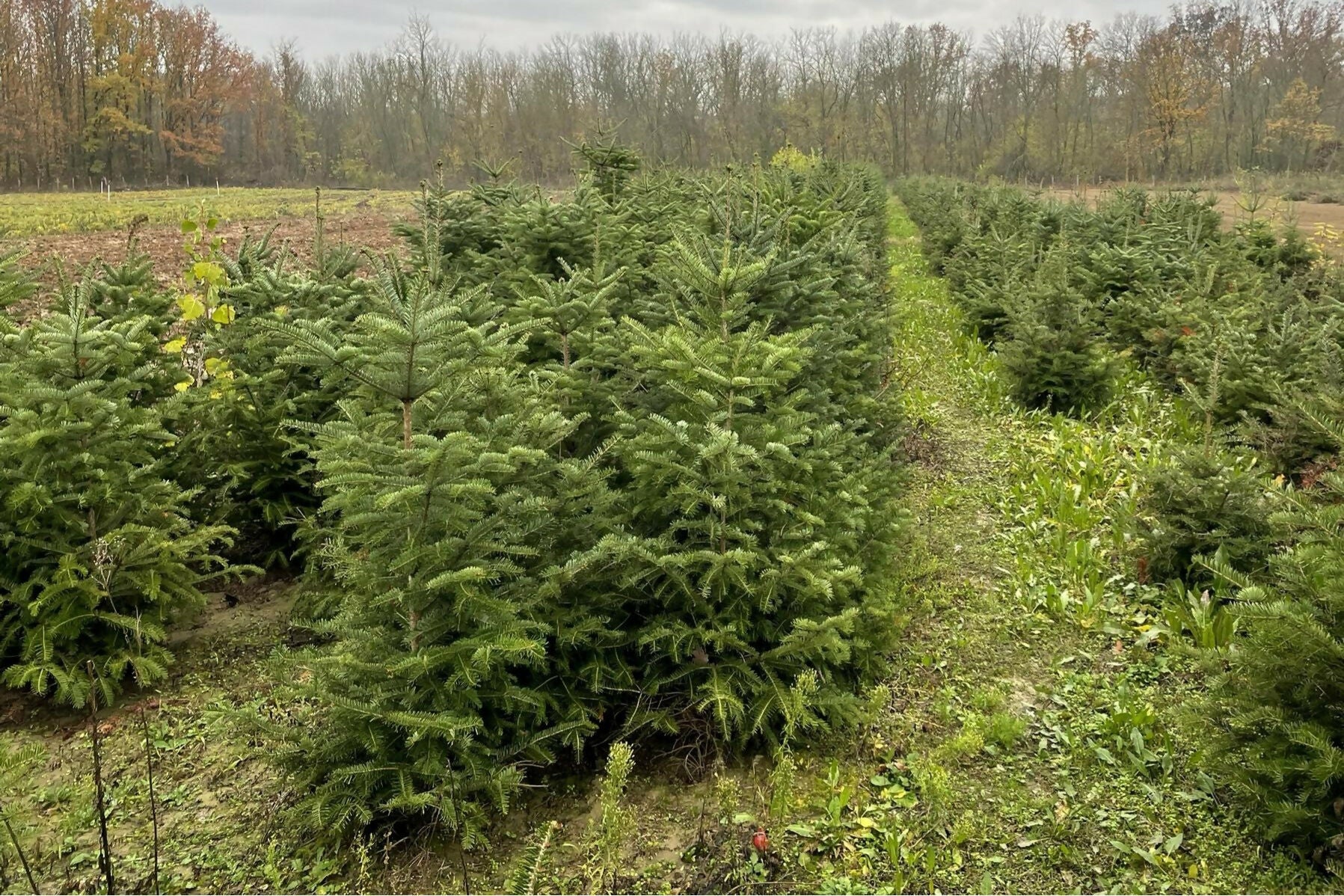 Puieti ornamentali specia Brad - Abies Alba