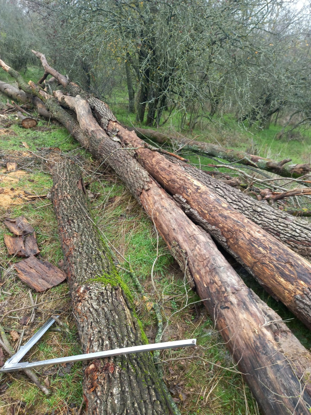 Lemn foc Stejar (mc)