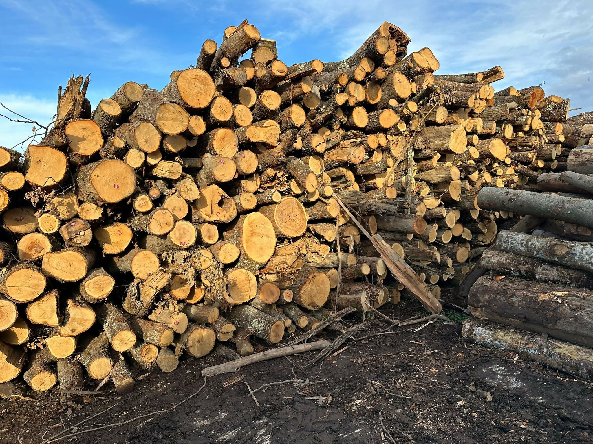 Lemn de foc - diverse specii de foioase tari