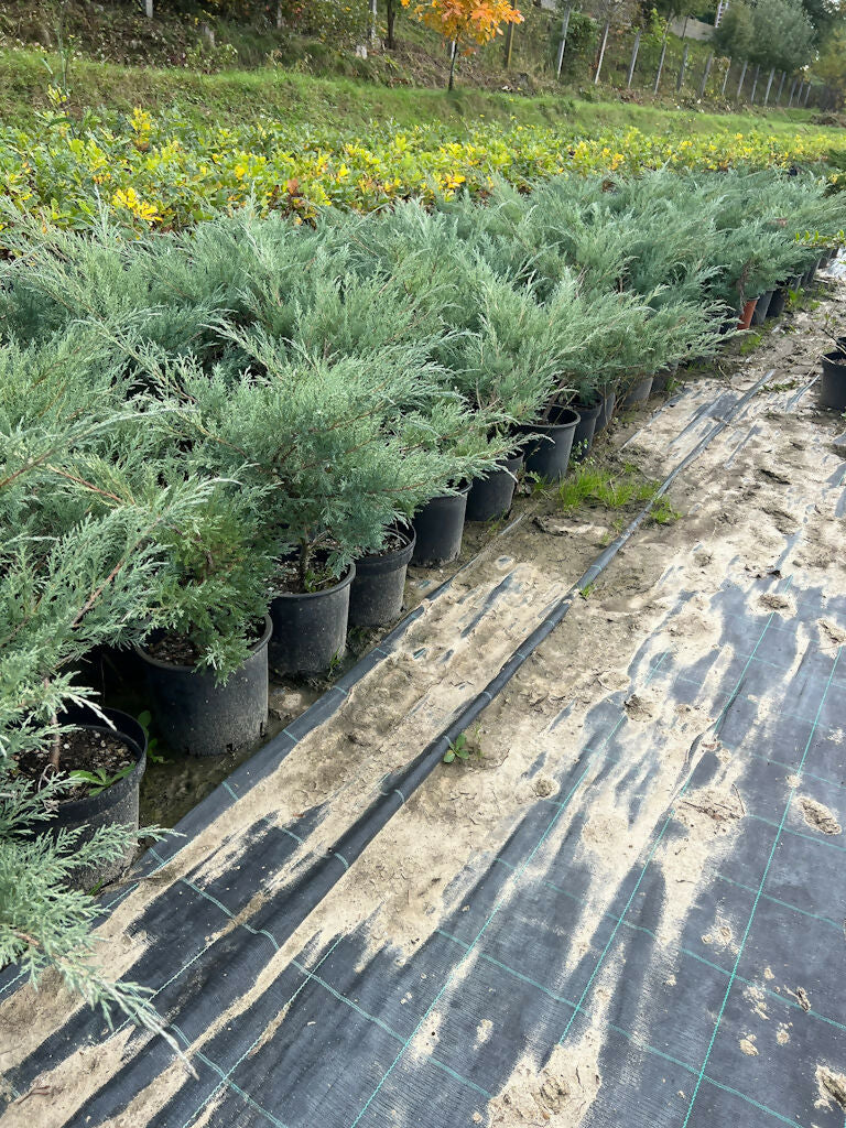 Ienupăr târâtor Blue Carpet (Juniperus Scuamata Blue Carpet) (buc)