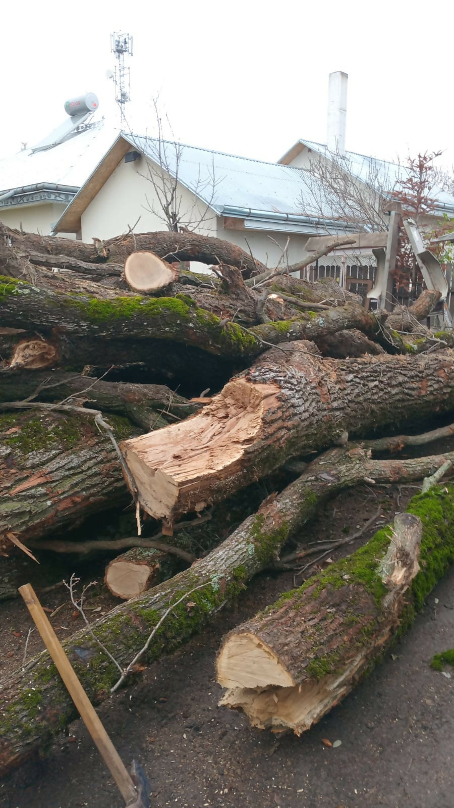 LEMN DE FOC diverse tari esenta Stejar